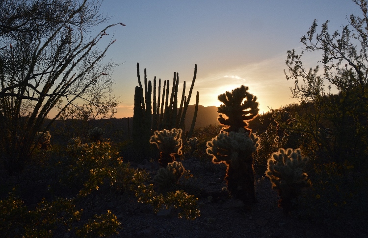 desert floor at sunset